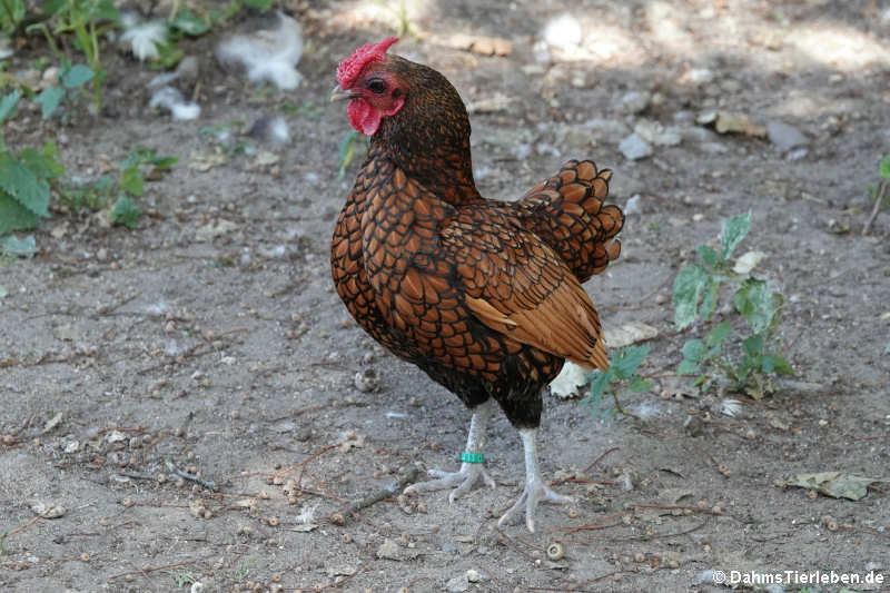 Sebright Zwerghuhn (Gallus gallus f. domestica)