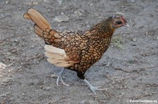 Weibliches Sebright Zwerghuhn (Gallus gallus f. domestica) im Solinger Vogel- und Tierpark