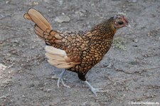 Weibliches Sebright Zwerghuhn (Gallus gallus f. domestica) im Vogel- und Tierpark Solingen