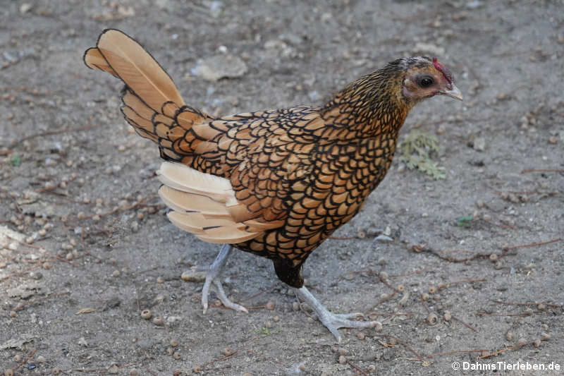 Sebright Zwerghuhn (Gallus gallus f. domestica)