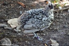Weibliches Sebright Zwerghuhn (Gallus gallus f. domestica) im Solinger Vogel- und Tierpark