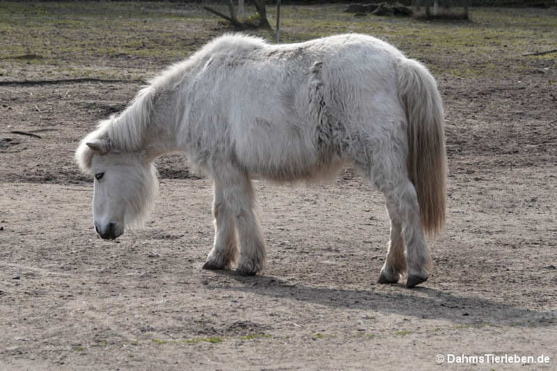 Shetlandpony
(Equus ferrus f. caballus) Shetlandpony