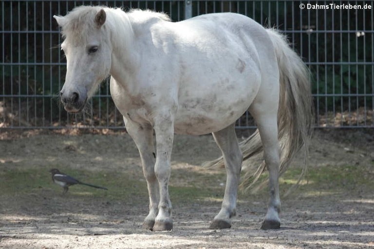 Shetlandpony