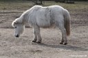 Shetlandpony