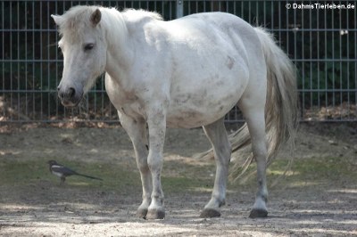 Shetlandpony (Equus ferrus f. caballus)