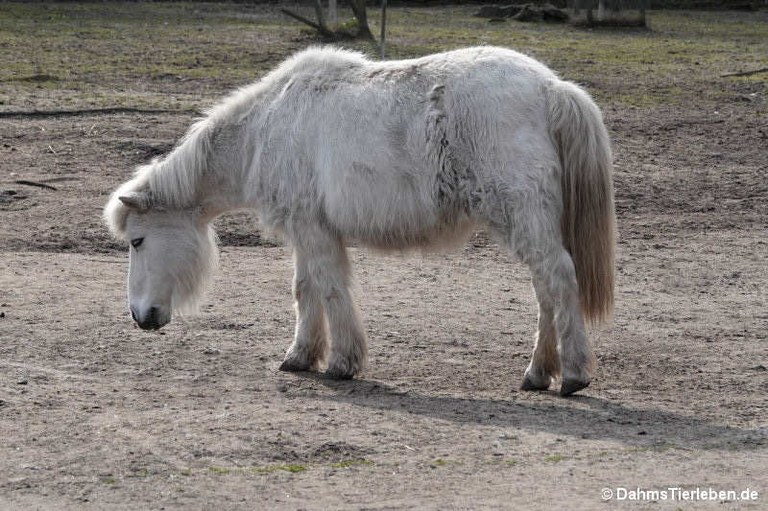 Shetlandpony