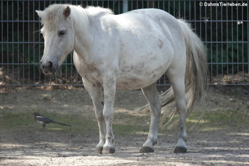 Shetlandpony