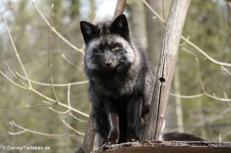 Vulpes vulpes domestica