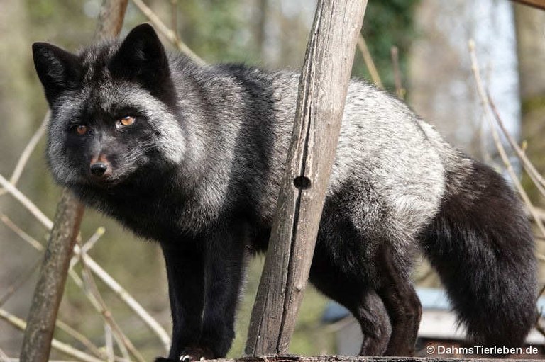 Vulpes vulpes domestica