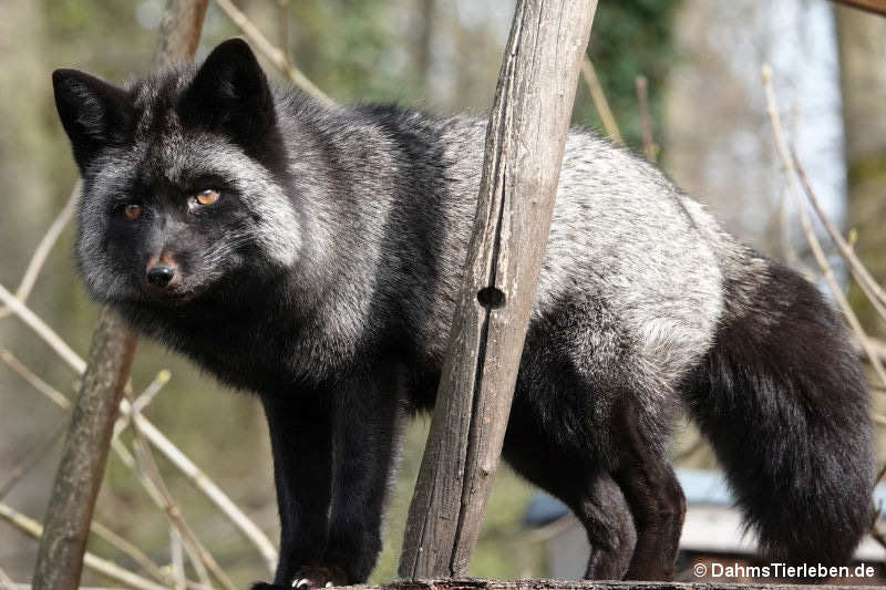 Silberfuchs
(Vulpes vulpes f. domestica) Silberfuchs