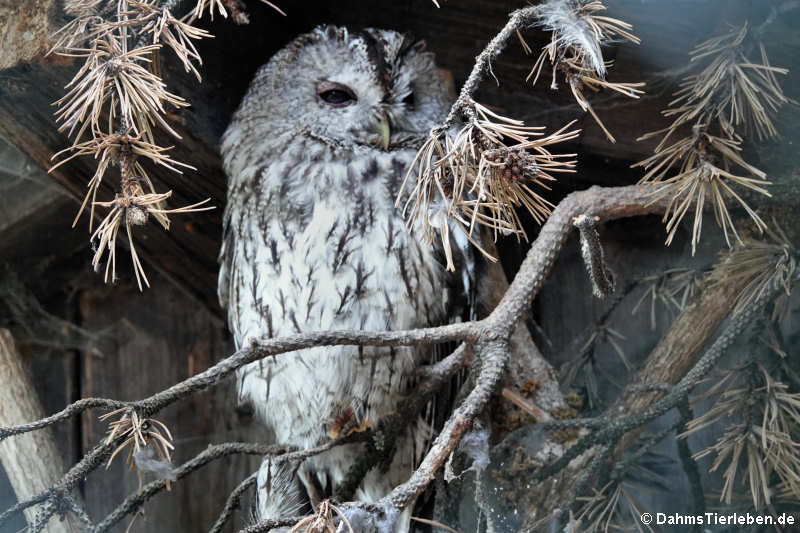 Waldkauz (Strix aluco)