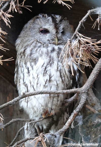 Strix aluco