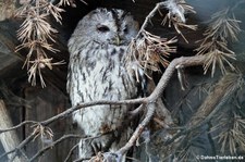 Waldkauz (Strix aluco)  im Vogel- und Tierpark Solingen