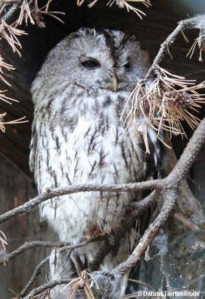Waldkauz
(Strix aluco) Waldkauz