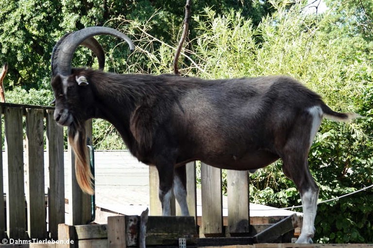 Thüringer Waldziege