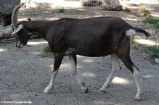 Thüringer Waldziege (Capra aegagrus f. hircus) im Vogel- und Tierpark Solingen