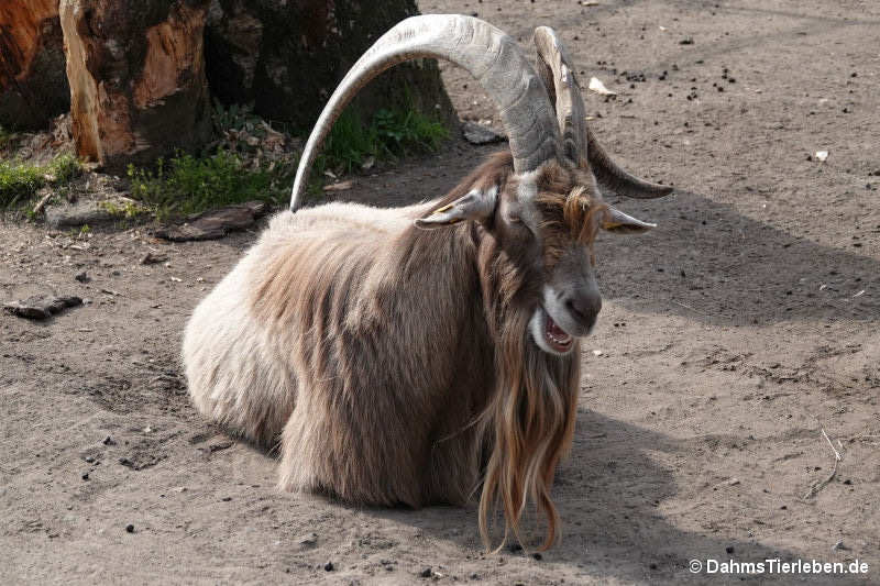 Thüringer Waldziege Thüringer Waldziege-1