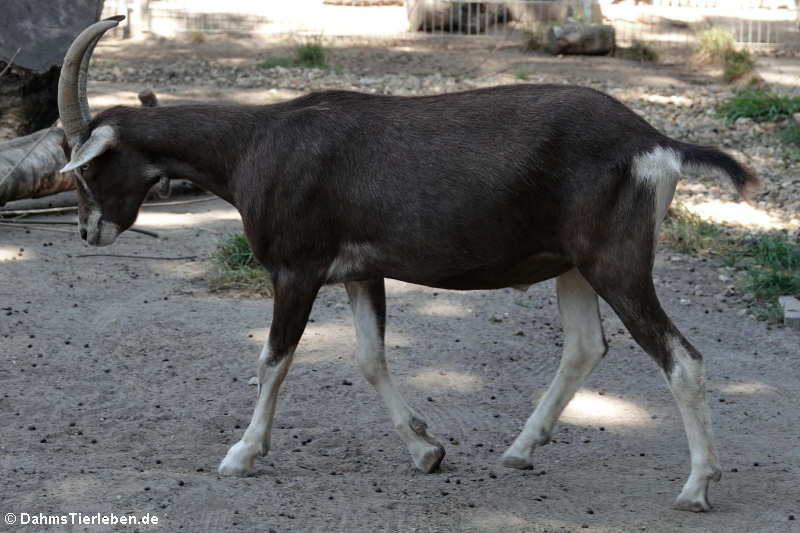 Thüringer Waldziege (Capra aegagrus f. hircus)