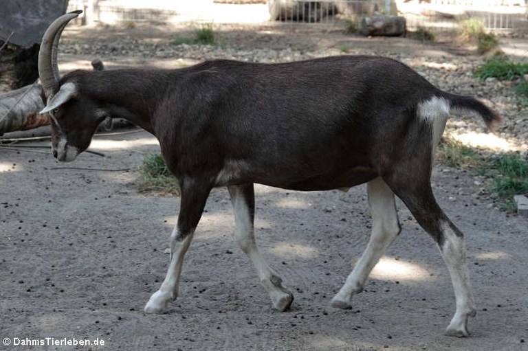 Thüringer Waldziege