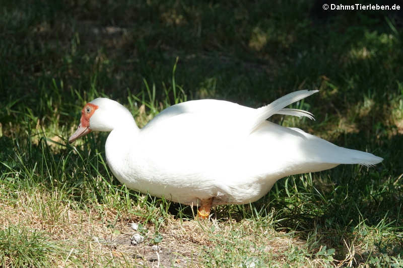 Warzenente (Cairina moschata f. domestica)