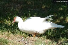 Warzenente (Cairina moschata f. domestica) im Vogel- und Tierpark Solingen