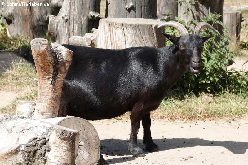 Afrikanische Zwergziege (Capra aegagrus f. hircus)