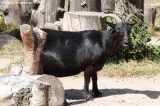 Afrikanische Zwergziege im Vogel- und Tierpark Solingen