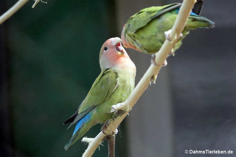 Agapornis roseicollis