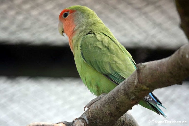 Agapornis roseicollis