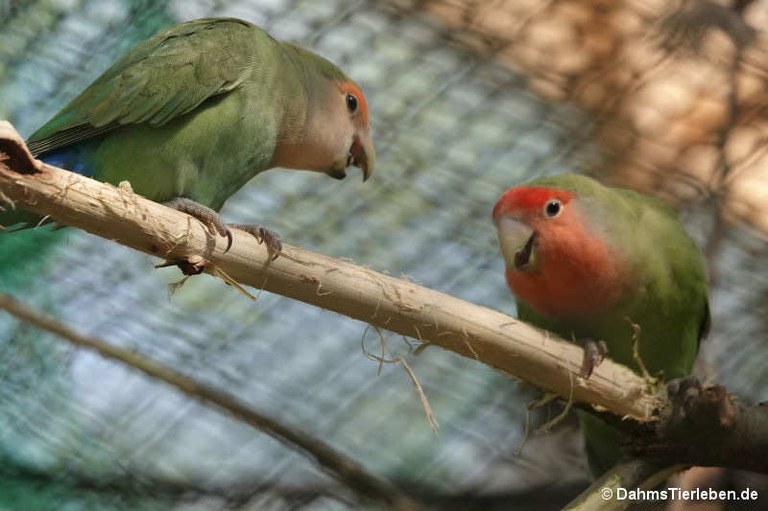 Agapornis roseicollis