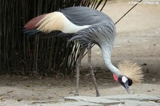 Südafrikanischer Kronenkranich (Balearica regulorum regulorum) im Tierpark Fauna Solingen