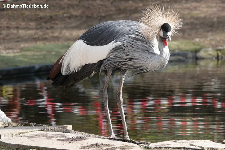 Balearica regulorum regulorum