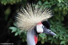 Südafrikanischer Kronenkranich (Balearica regulorum regulorum) im Tierpark Fauna Solingen