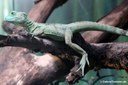 Basiliscus plumifrons