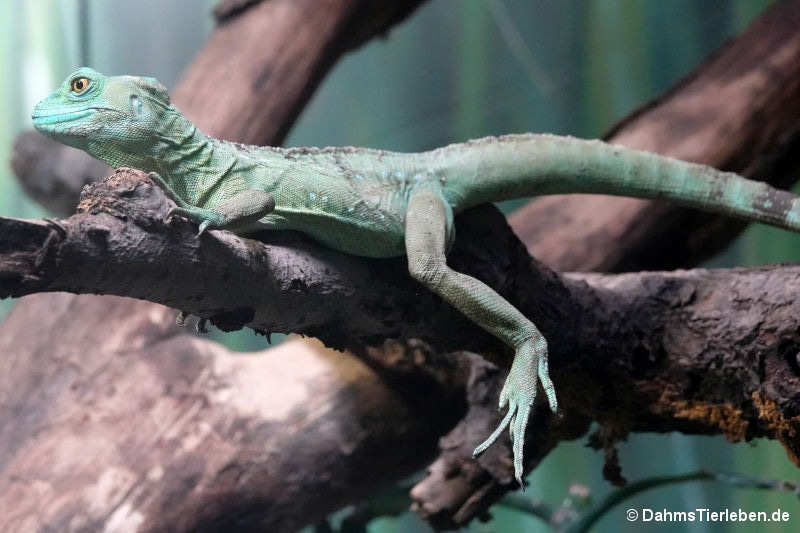 Basiliscus plumifrons