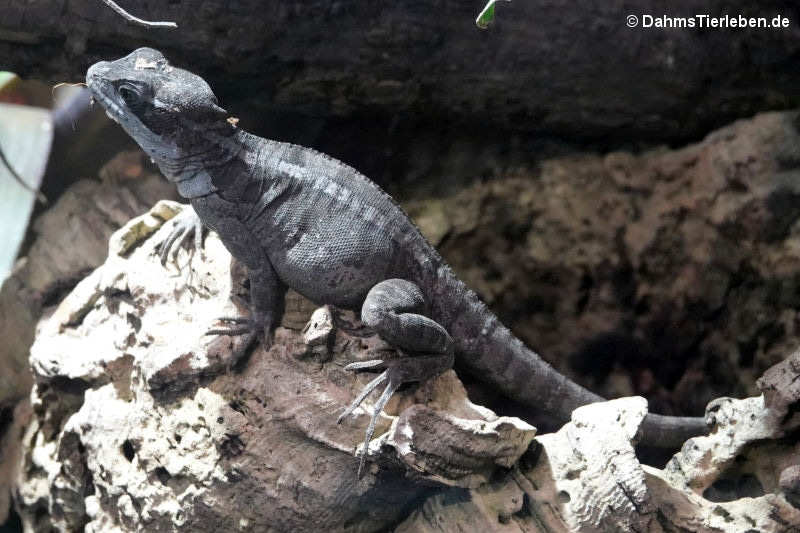 Basiliscus vittatus