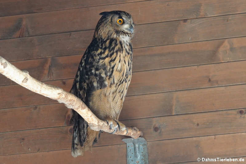 Europäischer Uhu (Bubo bubo bubo)