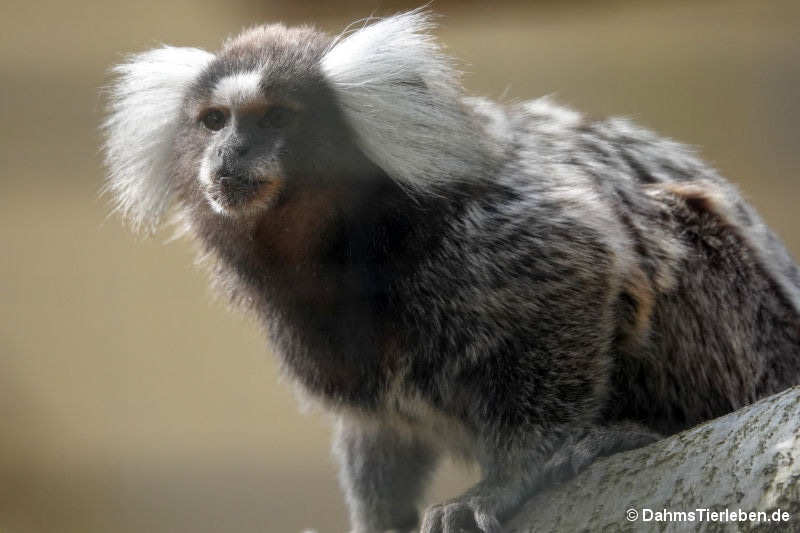 Callithrix jacchus-4