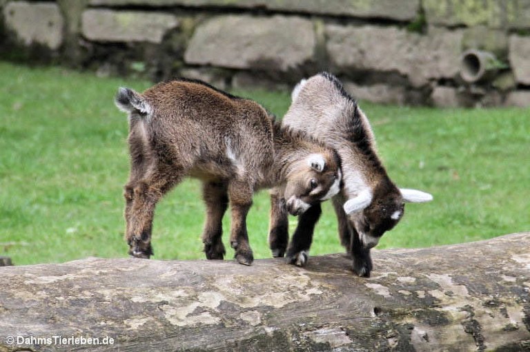Capra aegagrus hircus