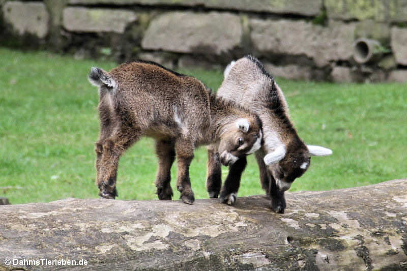 Capra aegagrus hircus