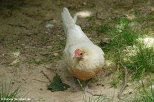 Chabo oder Japanisches Zwerghuhn (Gallus gallus f. domestica) im Tierpark Fauna Solingen