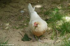 Chabo oder Japanisches Zwerghuhn im Tierpark Fauna Solingen