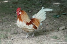 Chabo oder Japanisches Zwerghuhn (Gallus gallus f. domestica) im Tierpark Fauna Solingen