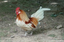 Chabo oder Japanisches Zwerghuhn im Tierpark Fauna Solingen