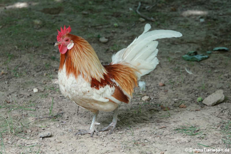 Chabo oder Japanisches Zwerghuhn (Gallus gallus f. domestica)