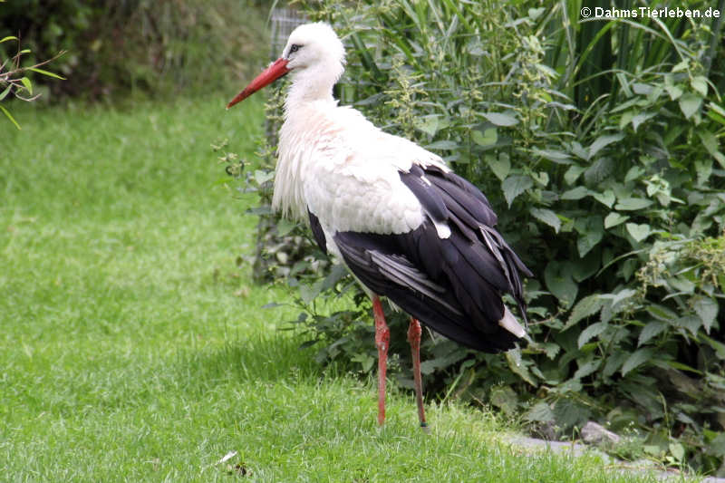 Weißstorch (Ciconia ciconia)