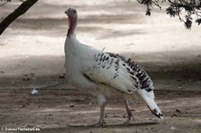 Cröllwitzer Pute im Tierpark Fauna Solingen