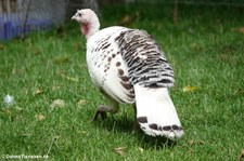 Cröllwitzer Pute im Tierpark Fauna Solingen