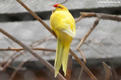 Ziegensittich (Cyanoramphus novaezelandiae)