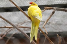 Ziegensittich (Cyanoramphus novaezelandiae) im Tierpark Fauna Solingen